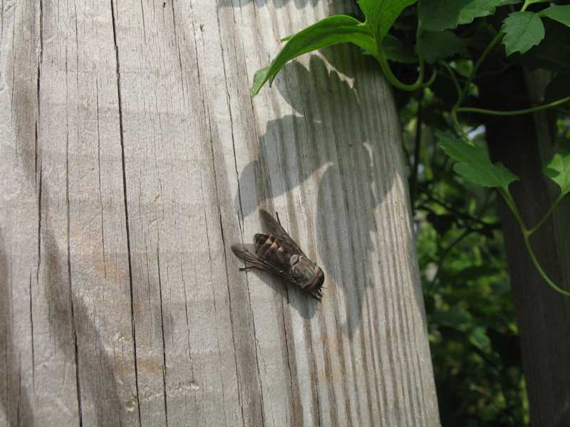 Insects and insectlike pests